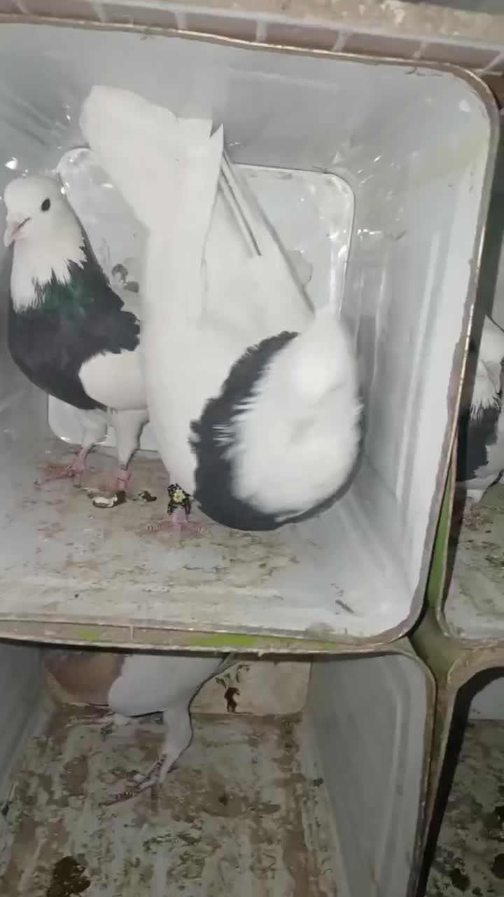 کبوترطوقی|پرنده|سنقر, |دیوار