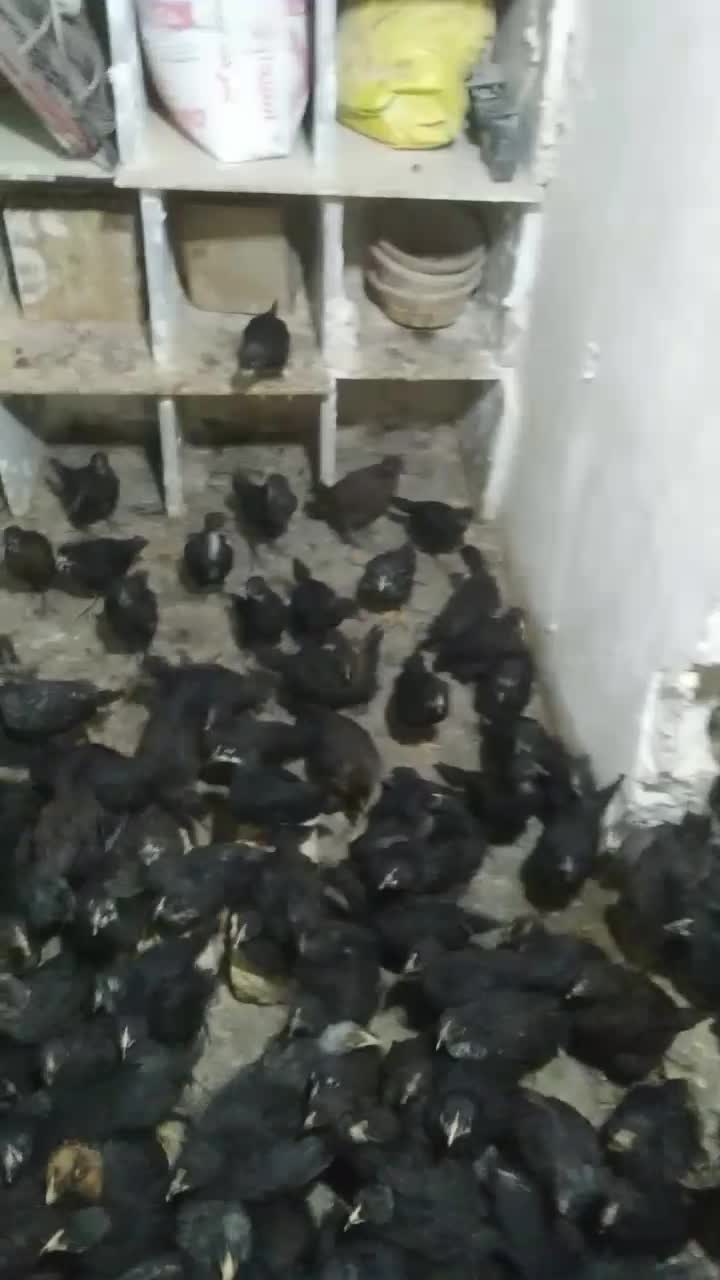 جوجه مرغ خروس|حیوانات مزرعه|قم, زنبیل آباد|دیوار