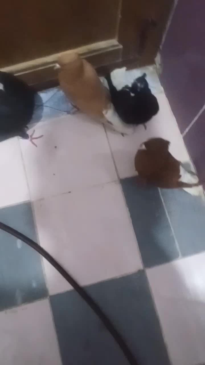 کبوتر رنگی|پرنده|مسجد سلیمان, |دیوار