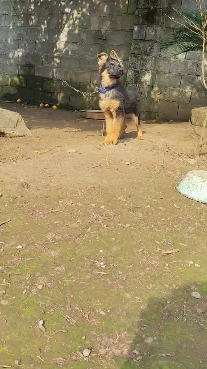 توله ژرمن نژاد دار معاوضه هم دارم|سگ|لاهیجان, گلستان|دیوار