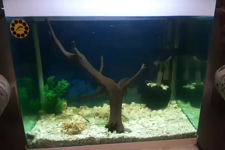 آکواریوم شرکتی|ماهی|تبریز, |دیوار