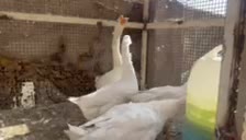 قوغاز لیندا|حیوانات مزرعه|کوهسار (البرز), |دیوار