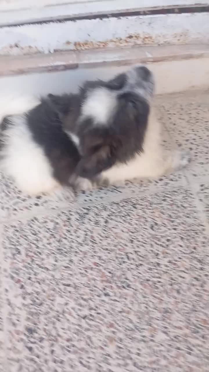 سگ شیتزو تریر|سگ|بروجرد, |دیوار