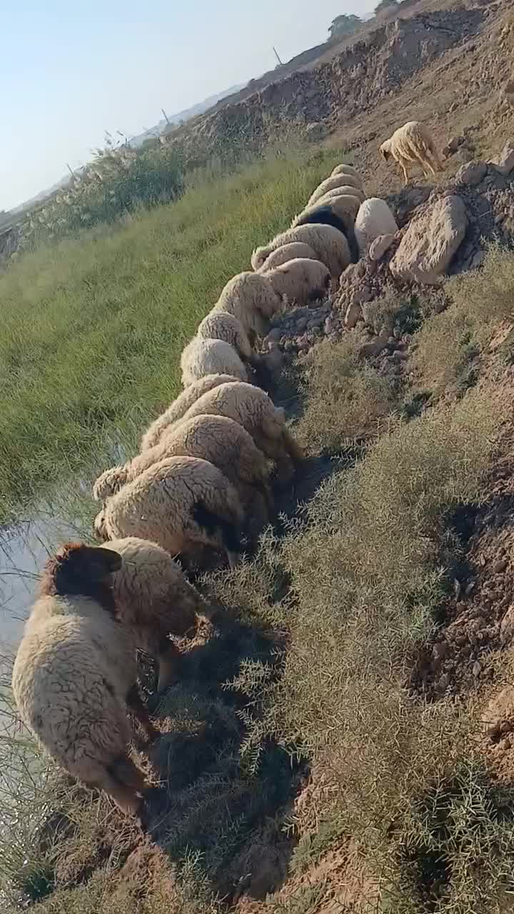 بره همشون عراقی|حیوانات مزرعه|اهواز, شریعتی جنوبی|دیوار
