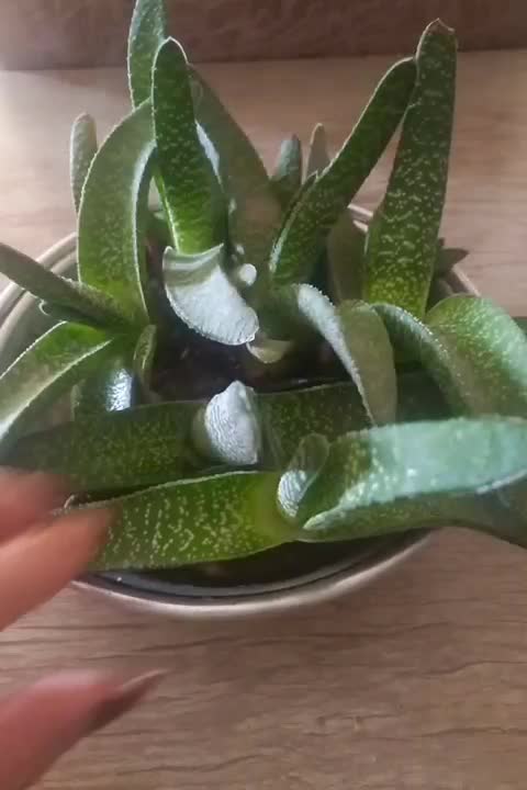 گل کاکتوس|گل و گیاه طبیعی|رودسر, |دیوار