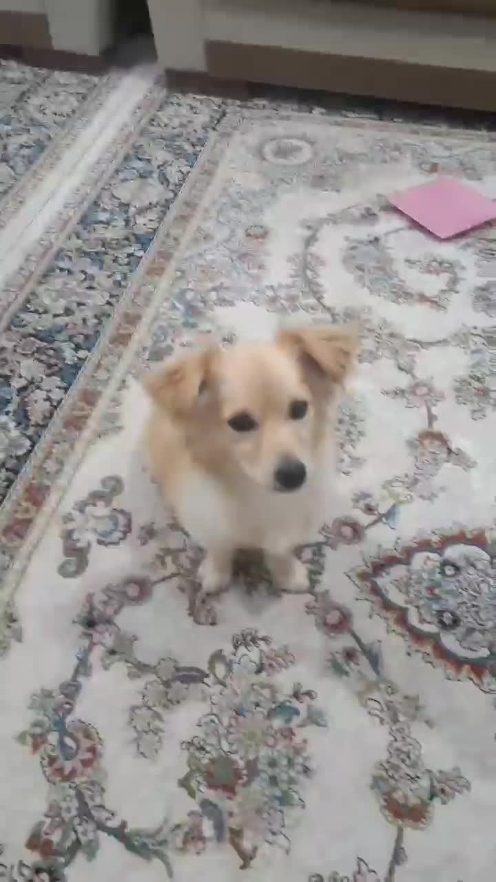 سگه حرف گوش کن بازیگوش|سگ|دیواندره, |دیوار