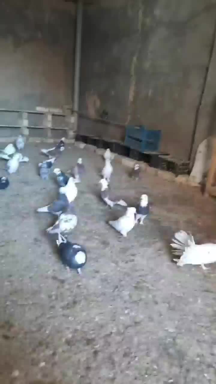 کبوتر|پرنده|قم, بوستان جوان|دیوار