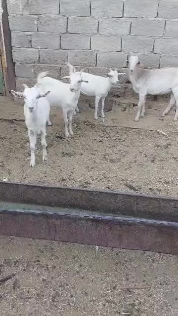 بز کهره سانن|حیوانات مزرعه|جهرم, |دیوار