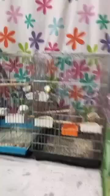 طوطی عروس هلندی مولد|پرنده|اسلامشهر, شهرک واوان|دیوار