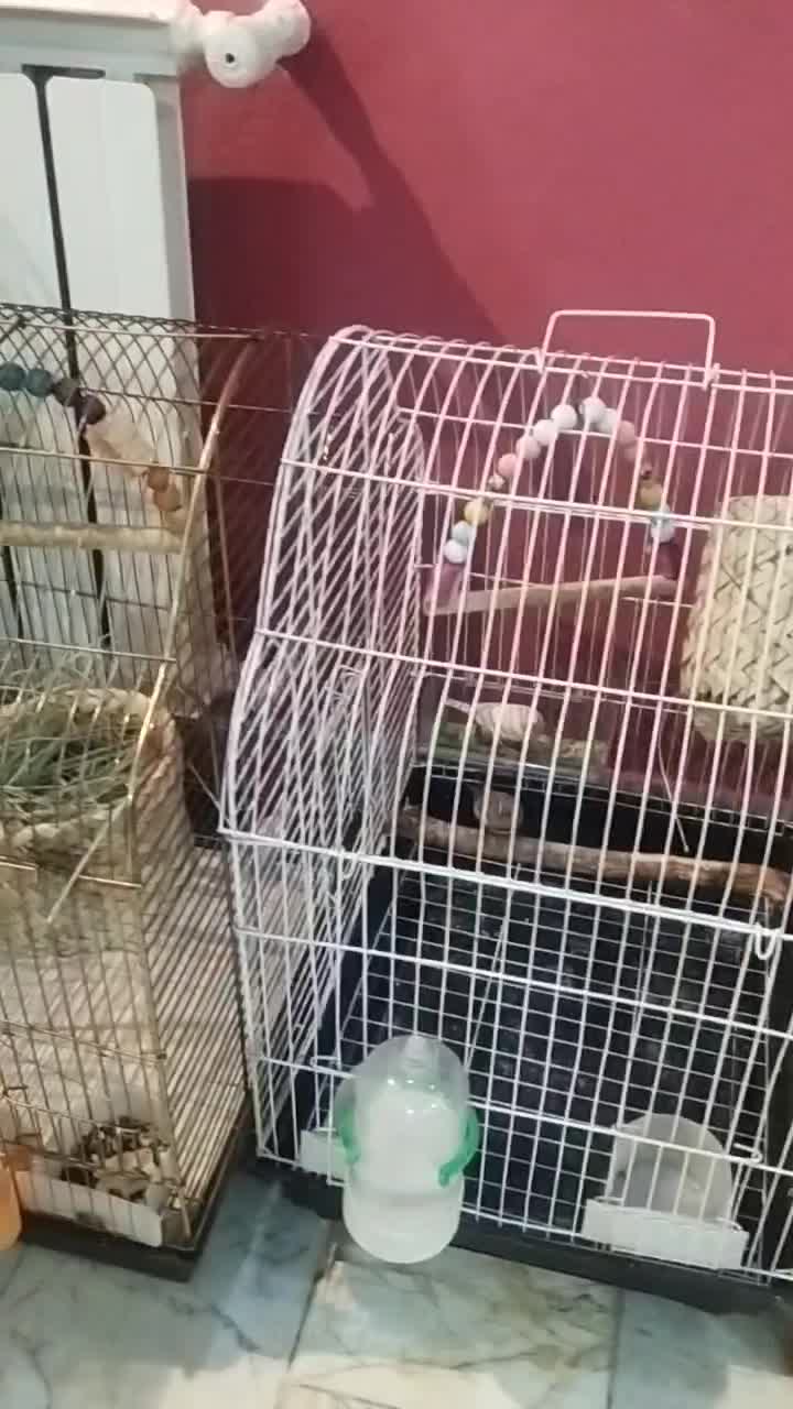 فنچ زبرا|پرنده|تهران, منیریه|دیوار