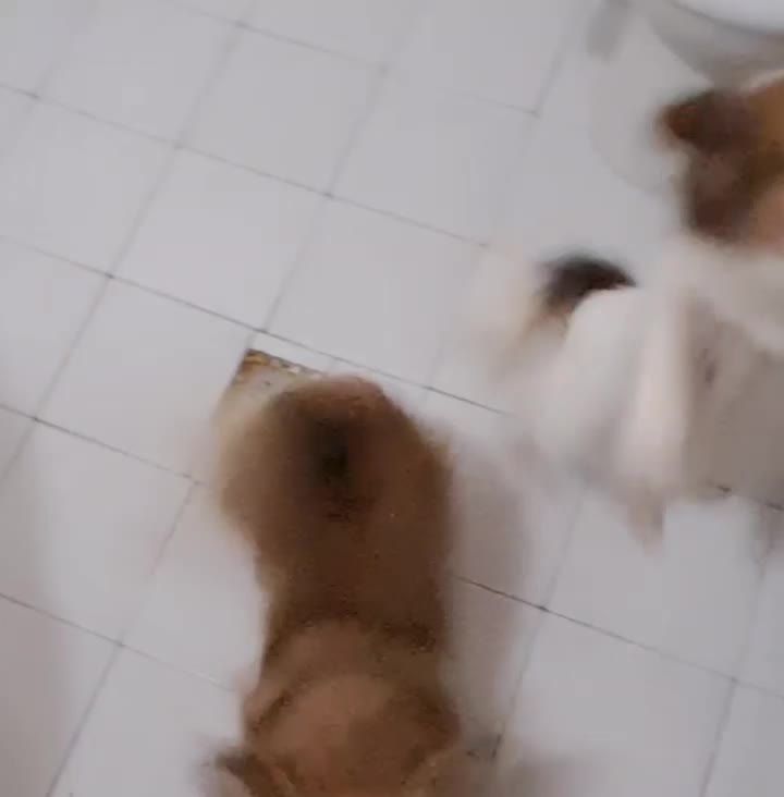 سگ پامر اشپیتز|سگ|اصفهان, ملکشهر|دیوار