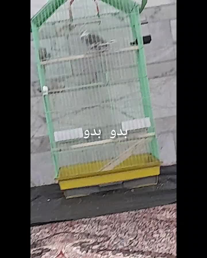 عروس هلندی نر سخنگو|پرنده|یزدان شهر, |دیوار