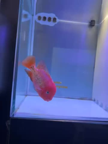 فلاور سوپر رد|ماهی|تهران, دردشت|دیوار