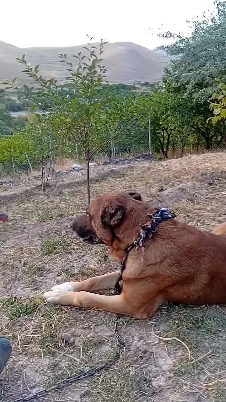 واگذاری سگ سرابی نر|سگ|صوفیان, |دیوار