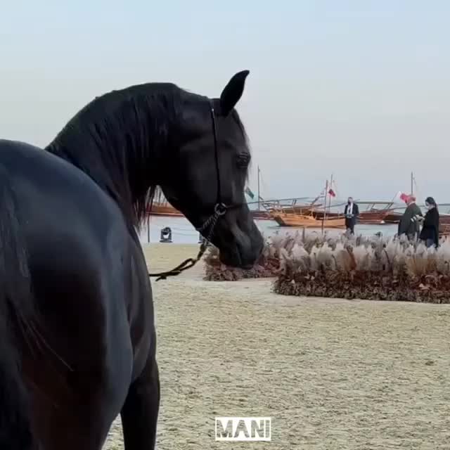 اسب عرب مصری|اسب و تجهیزات اسبسواری|تهران, لاله زار|دیوار