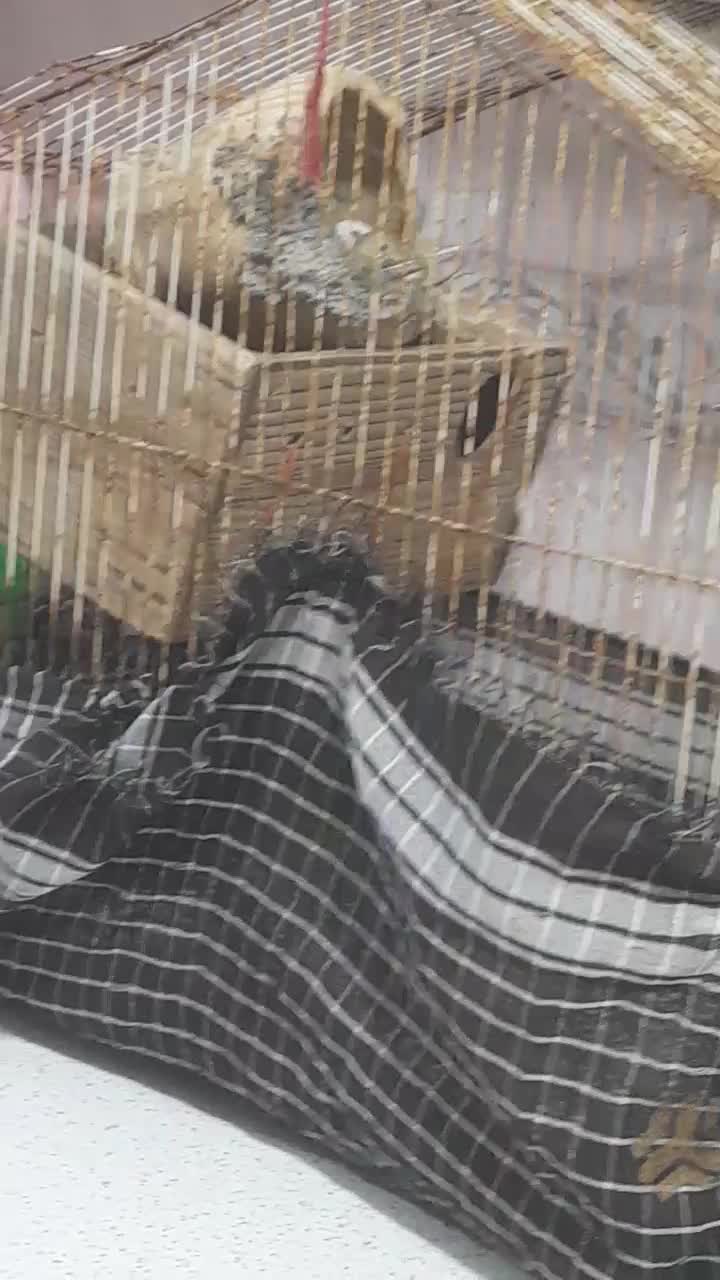 فنج|پرنده|قلعه قاضی, |دیوار