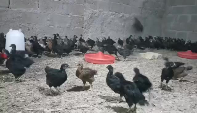 جوجه محلی پاسیاه قیمت 85هزار تومان|حیوانات مزرعه|زرین دشت (فارس), |دیوار