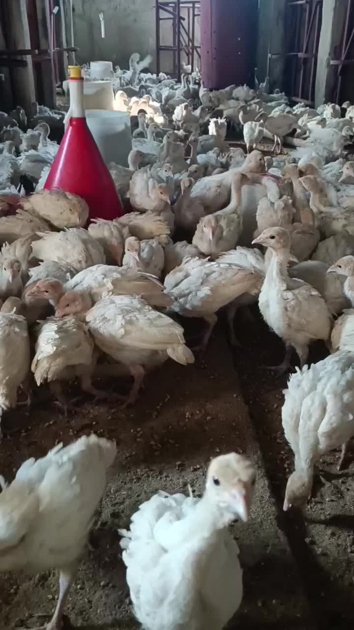 بوقلمون گوشتی بیوتی 6|حیوانات مزرعه|جوین, |دیوار