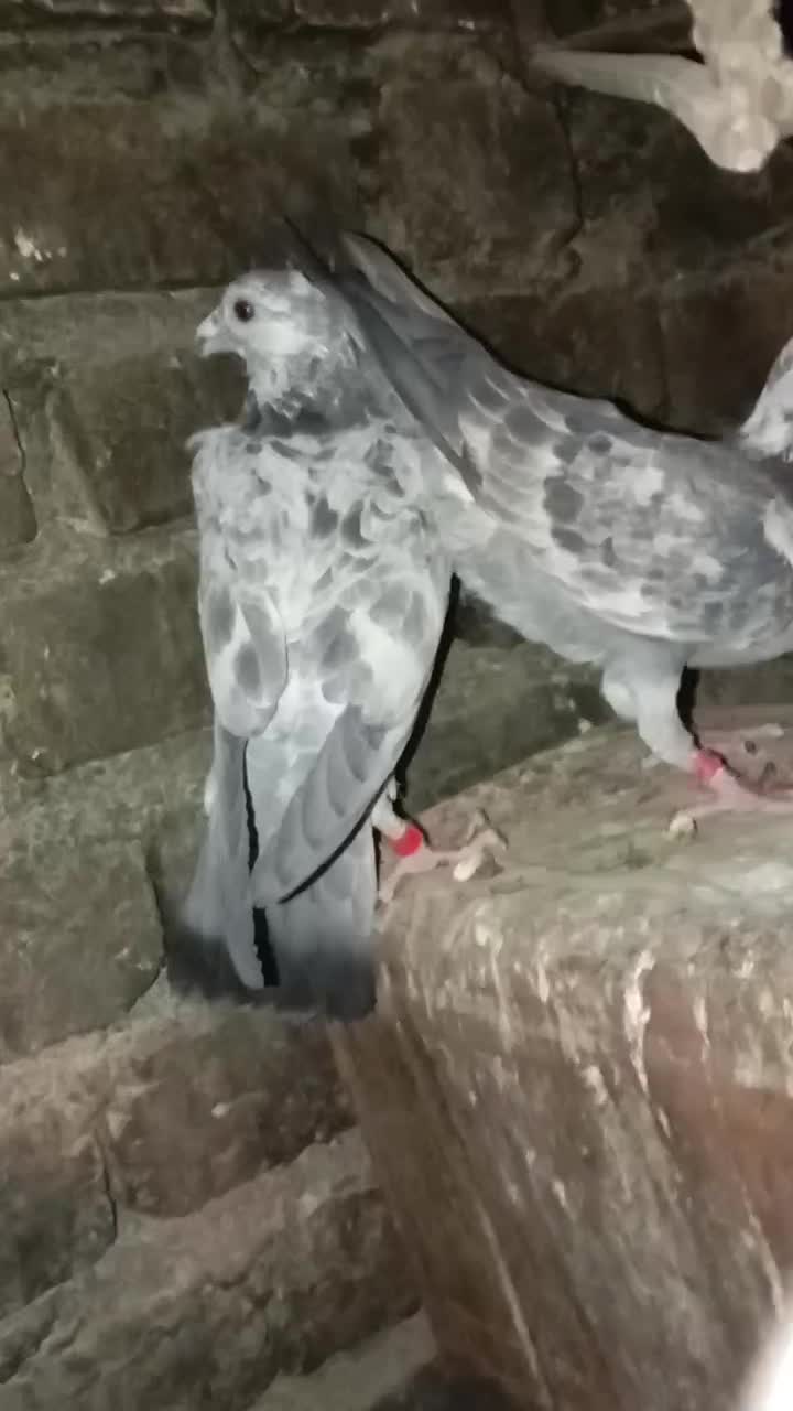 کبوتر‌|پرنده|کوه چنار, |دیوار