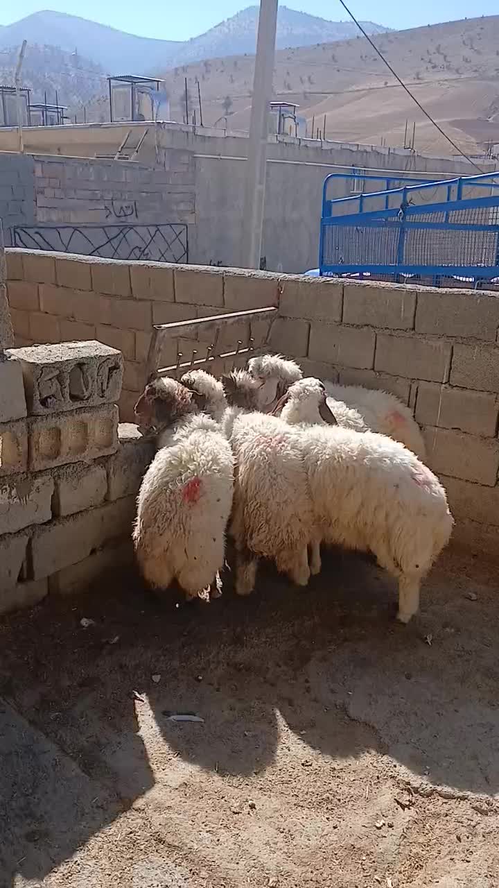 بره درجه یک|خوردنی و آشامیدنی|سیوان, |دیوار