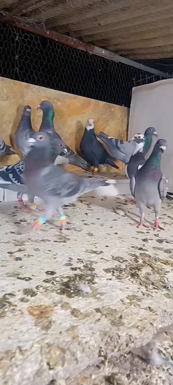 کبوتران علی خلیلی|پرنده|مشهد, انصار|دیوار