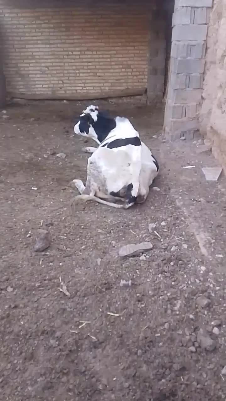 دوراس گاوبفروش میرسد|حیوانات مزرعه|مشهد, کوی سیدی|دیوار