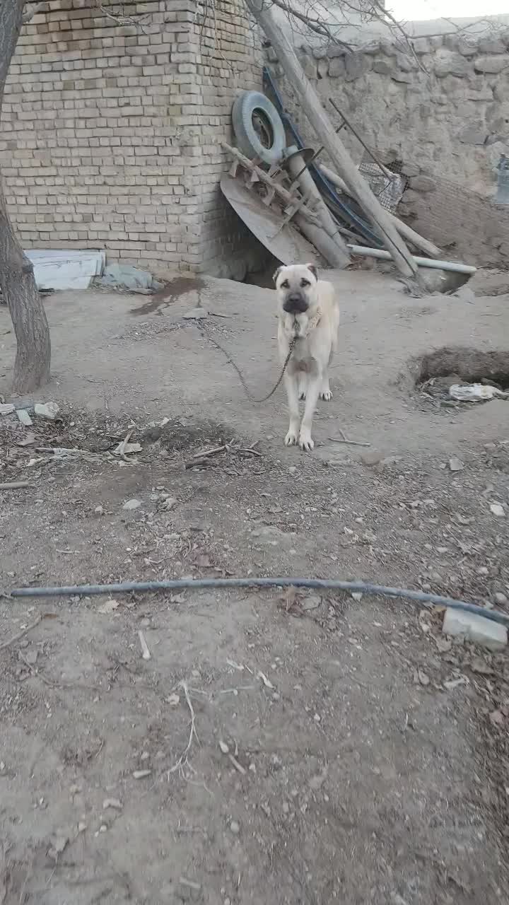 سگ کنگال|سگ|قروه, |دیوار