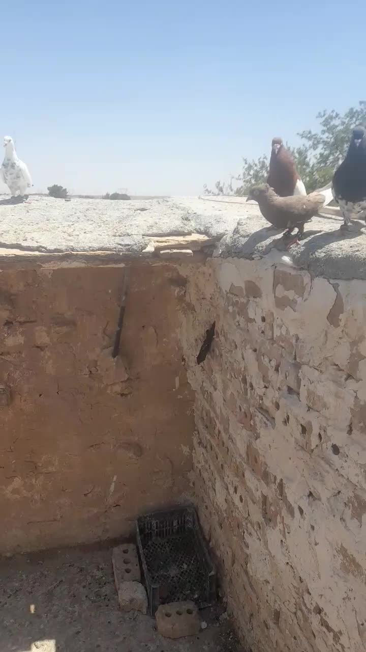 کفتر|پرنده|تربت جام, میان جام|دیوار