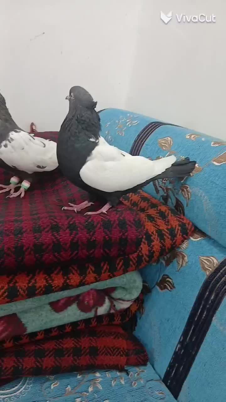 کبوتر سینی سیاه|پرنده|سوسنگرد, |دیوار