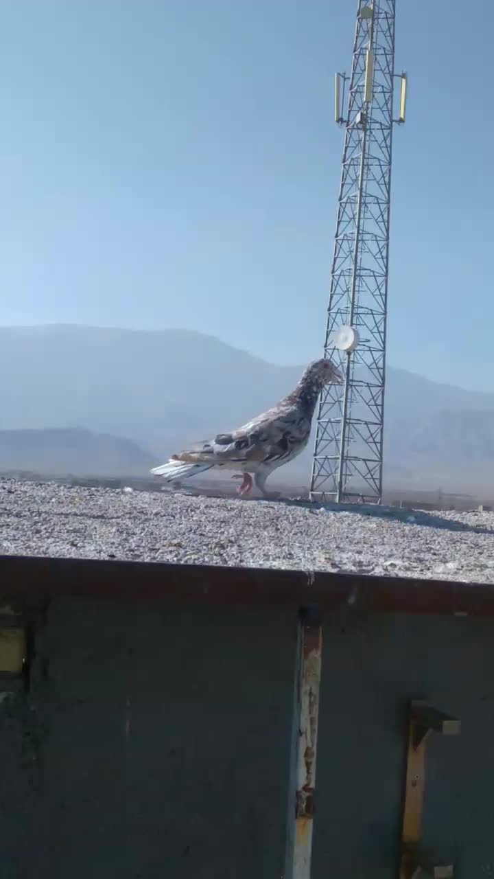 سرورشکلاتی|پرنده|تربت جام, میان جام|دیوار