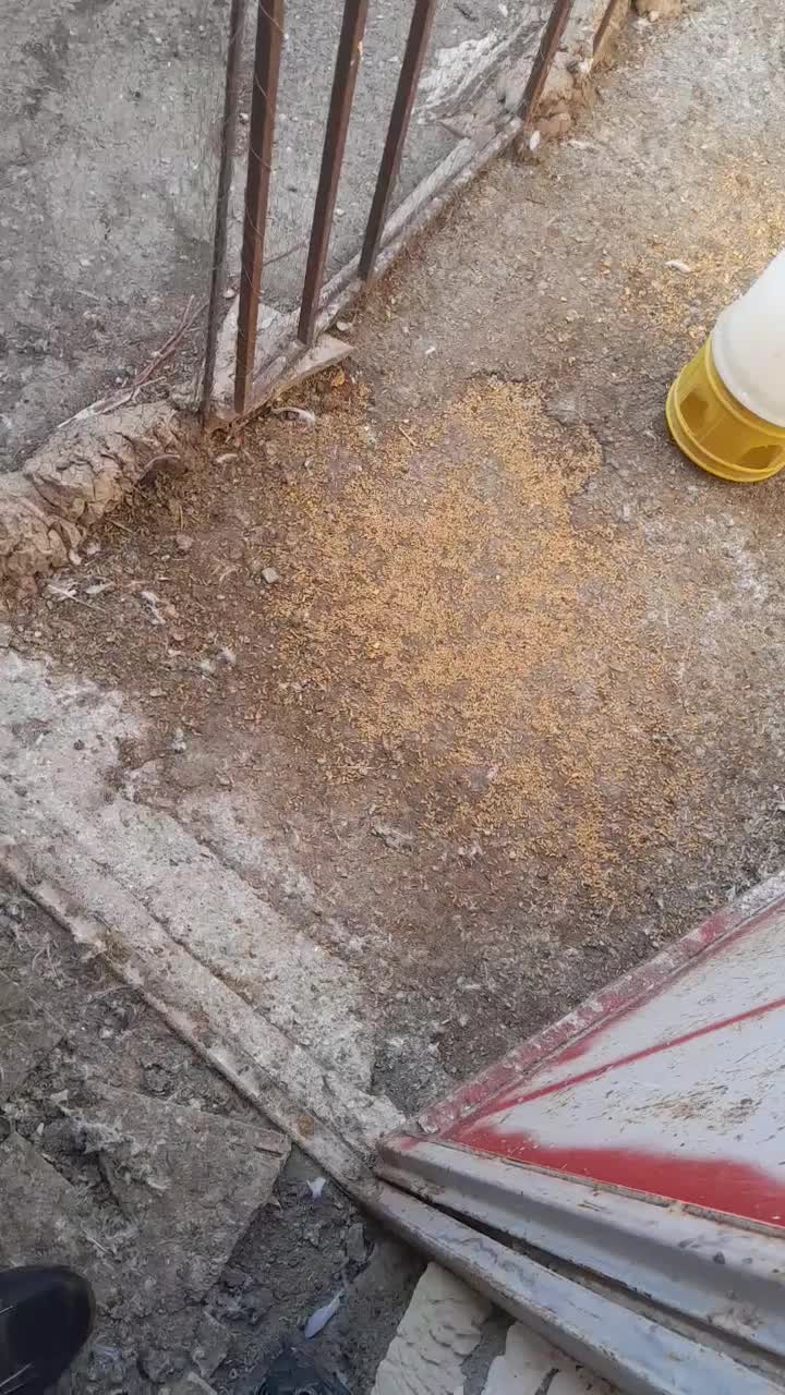 کبوتر واقعا خاص|پرنده|سلماس, |دیوار