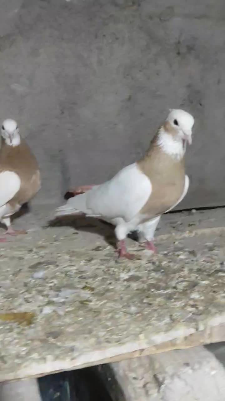 طوقی پرنده کبوتر|پرنده|قزوین, |دیوار