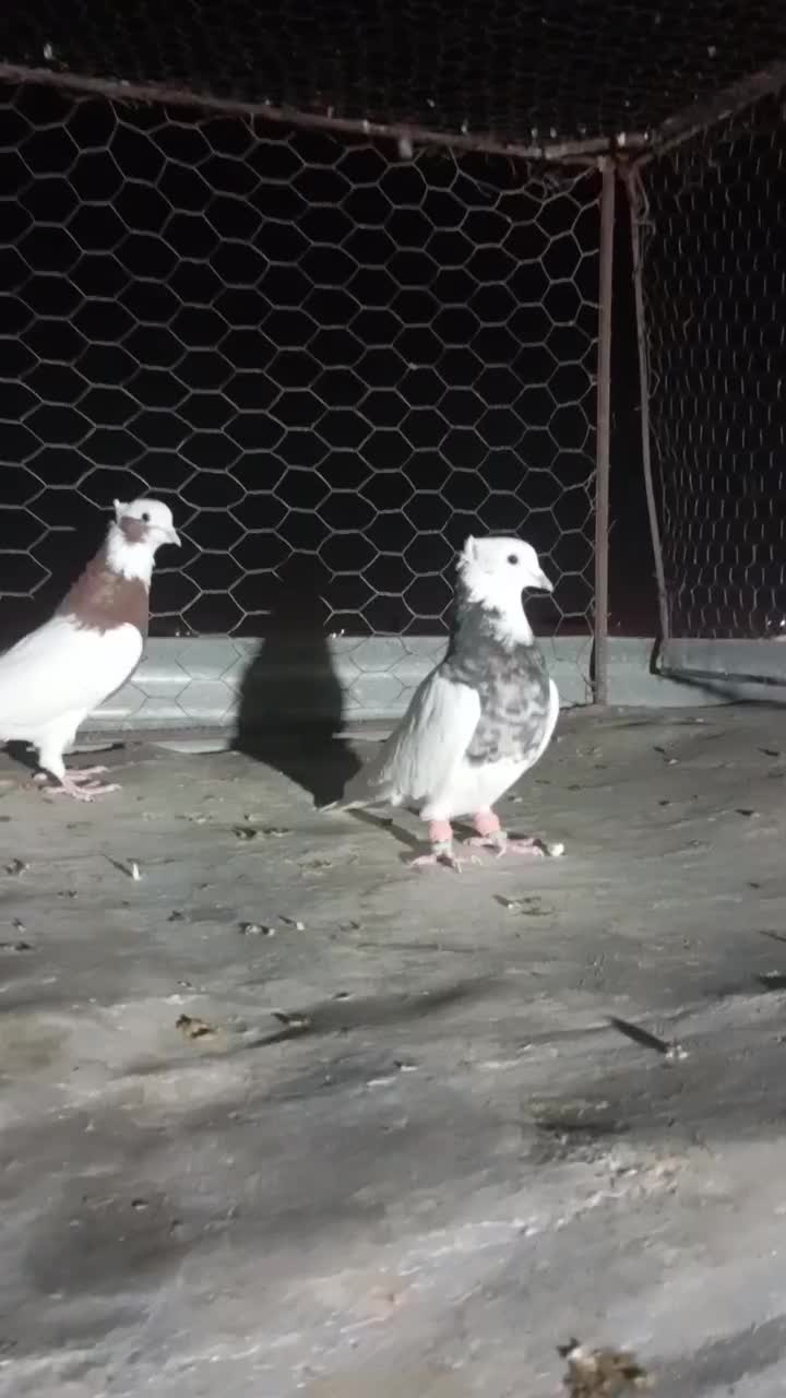 جفت نر|پرنده|فیروزآباد (فارس), |دیوار