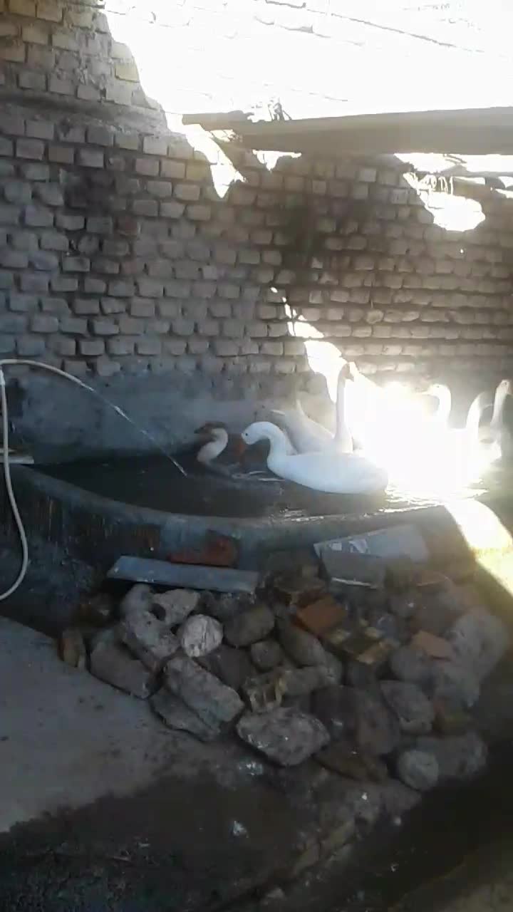 فروش دو جفت قوغاز بالغ سفید|حیوانات مزرعه|آزادشهر, |دیوار