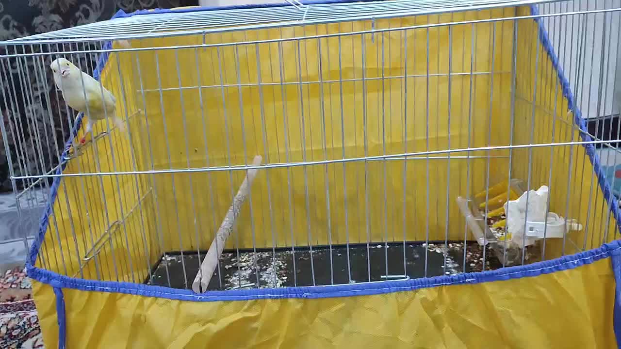 قناری نر ریزه خون با قفس|پرنده|اهواز, کوی مهدیس|دیوار