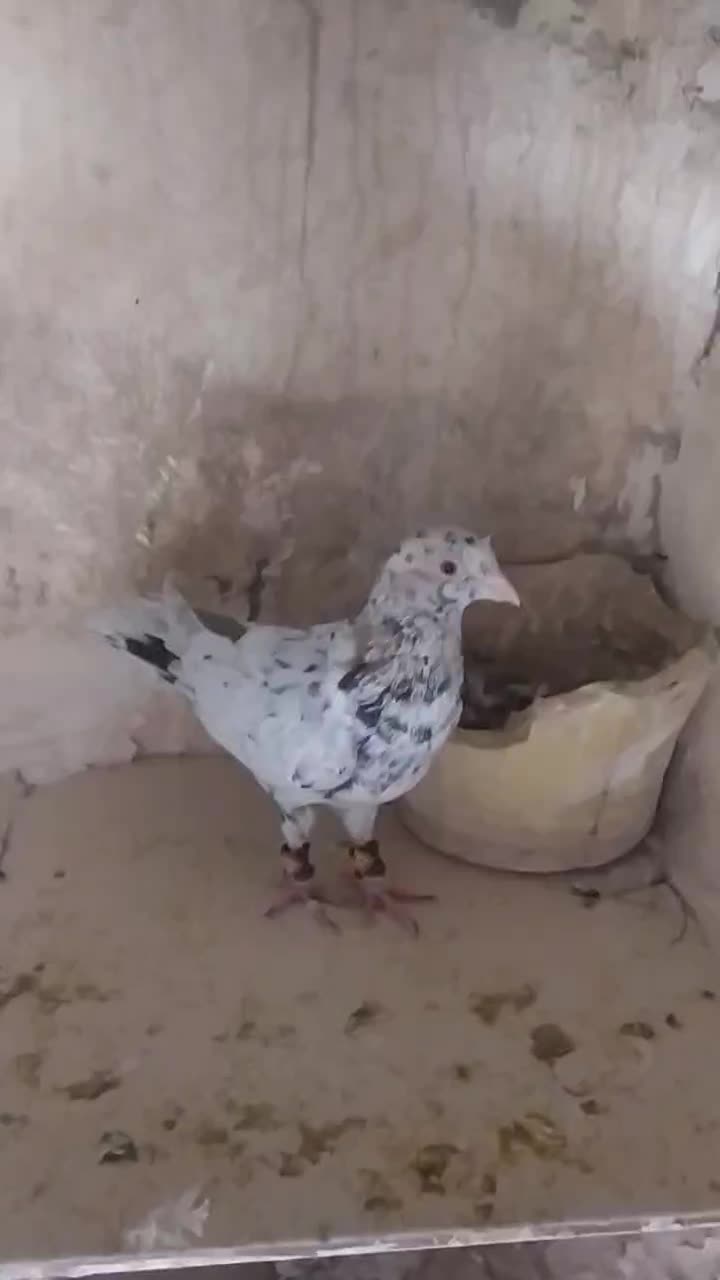 کبوتر طوقی سار سبز|پرنده|چناران, |دیوار