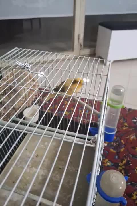 قناری نر ابلغ|پرنده|کرمانشاه, |دیوار