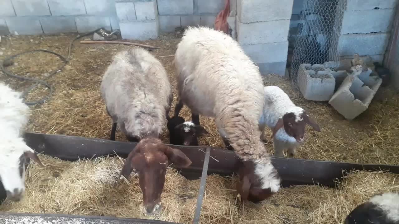 میش وبره دوعدد|حیوانات مزرعه|آبدانان, |دیوار