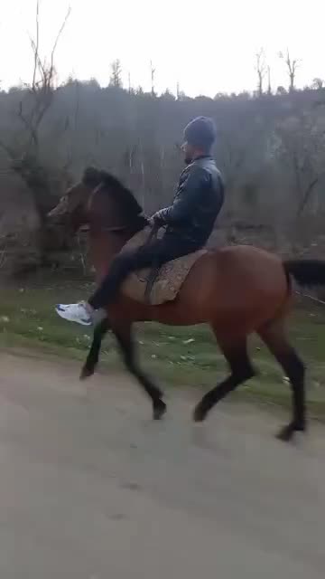 اسب کهر سواری|اسب و تجهیزات اسب‌سواری|سیاهکل, |دیوار