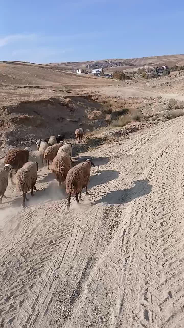 21 عدد میش و بره|حیوانات مزرعه|نورآباد, |دیوار