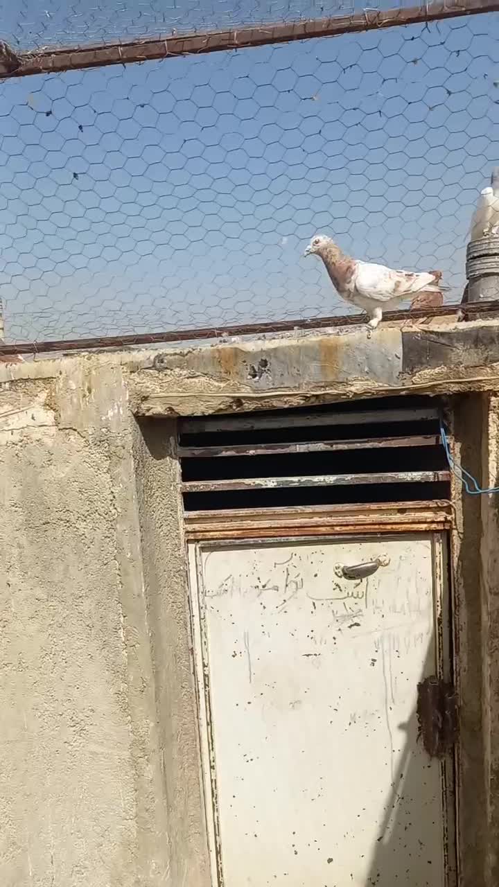 کبوتر|پرنده|شیراز, دست خضر|دیوار