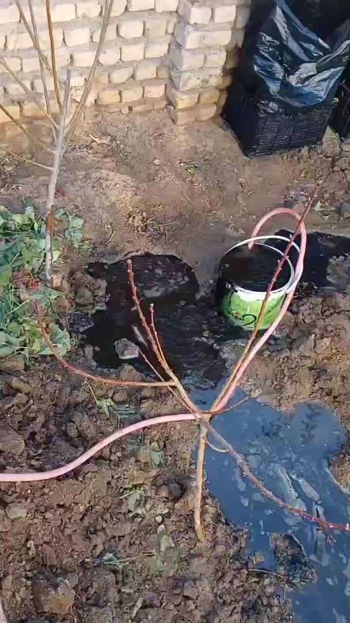 خاک معدنی لئوناردیت واسید هیومیک خالص|عمده‌فروشی|طاغنکوه, |دیوار