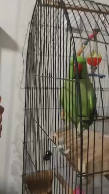 طوطی ملنگو|پرنده|مبارکه, |دیوار