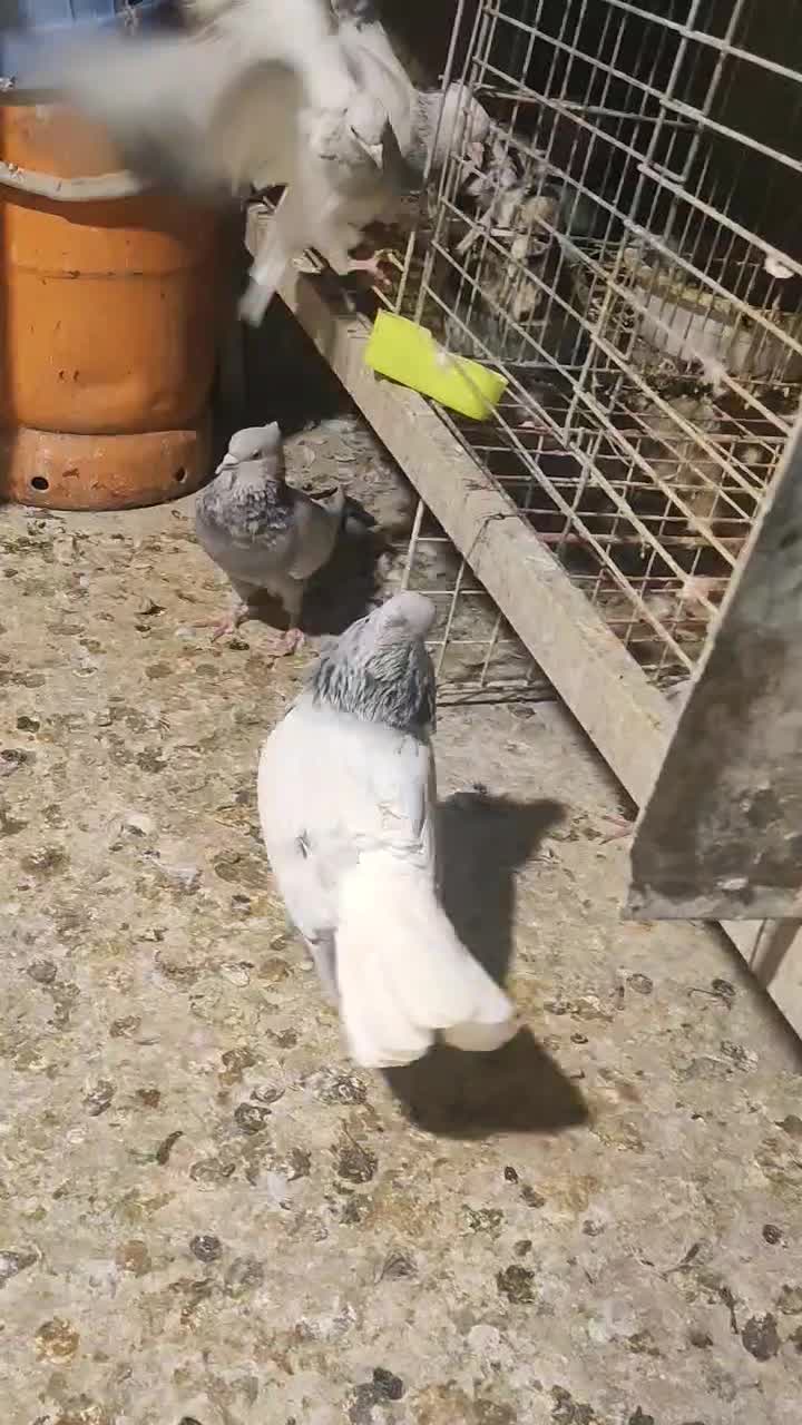 شامی دم سفید|پرنده|مشهد, رضاشهر|دیوار