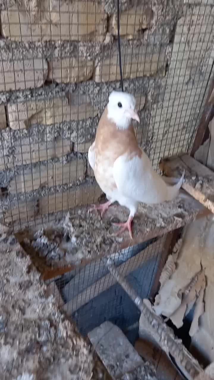 جوجه تازه دانه خورشده|پرنده|لامرد, |دیوار