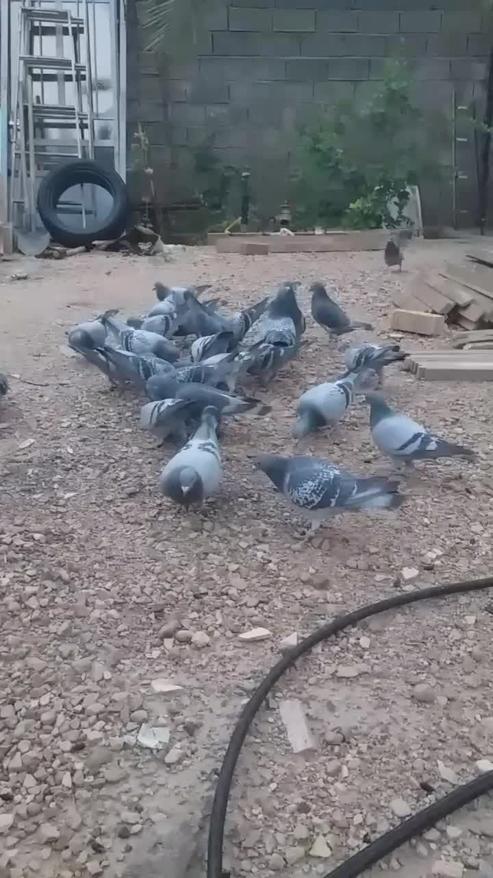 کبوتر پلاکی مسافت بلند|پرنده|جهرم, |دیوار