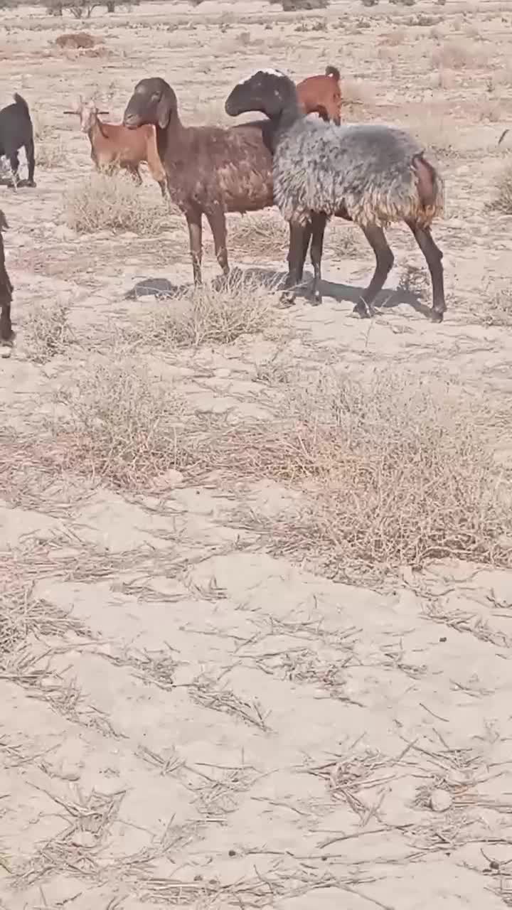 فروش دورس شیشک میش چینی آبستن گلون|حیوانات مزرعه|لامرد, |دیوار