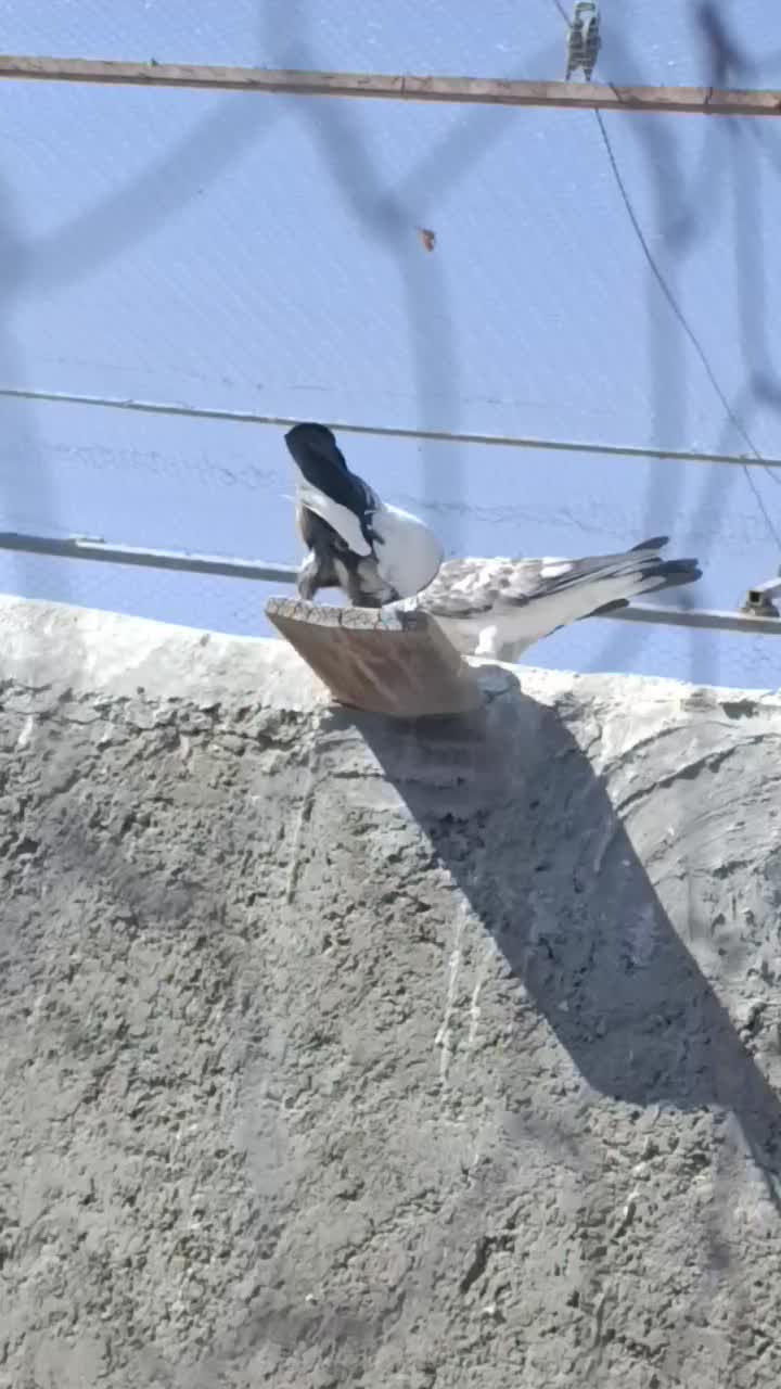 کبوتر پرشی ساعت پر|پرنده|کرمان, |دیوار