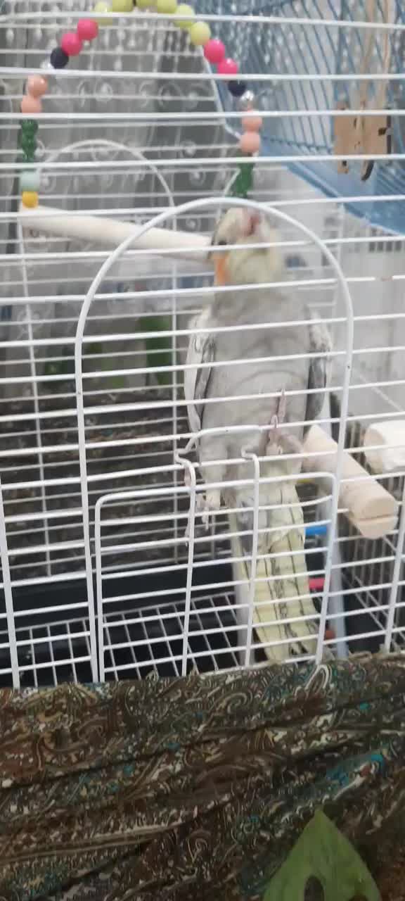 عروس هلندی شیطون بامزه|پرنده|تهران, حر|دیوار