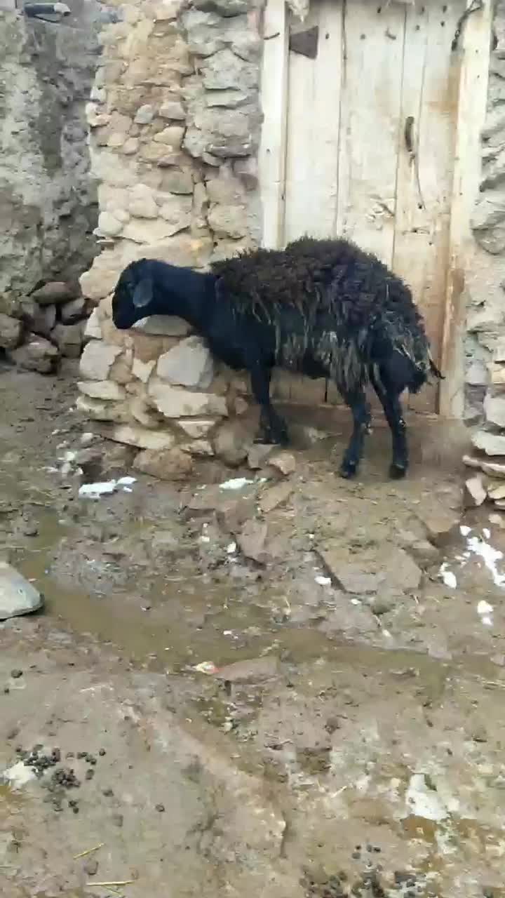 قوچ|حیوانات مزرعه|سراب, |دیوار